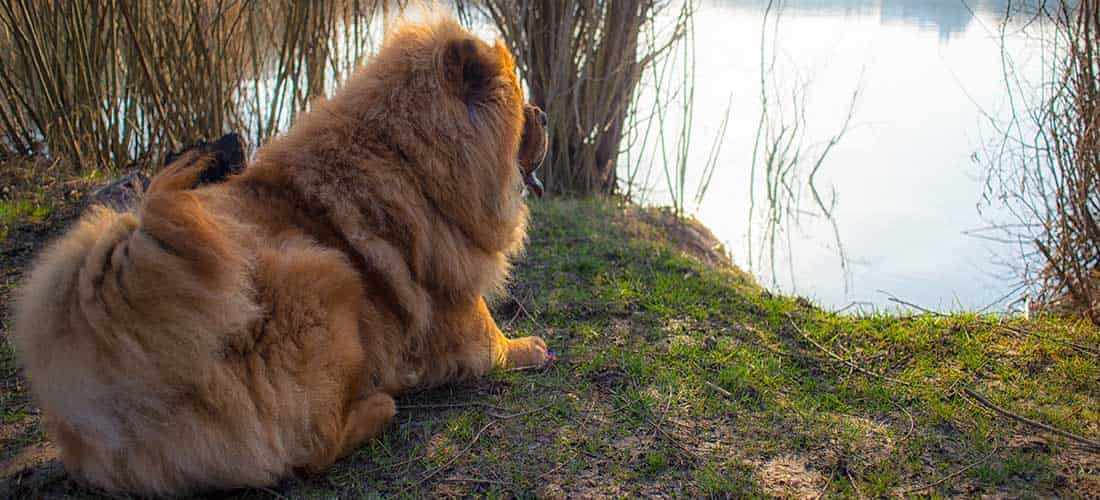 Chow Chow lay next to a lake in the woods